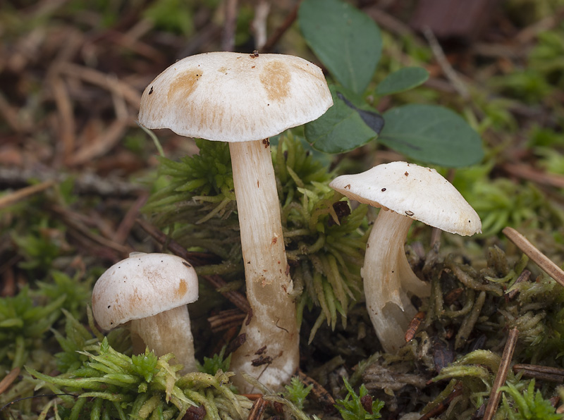 Cortinarius barbatus